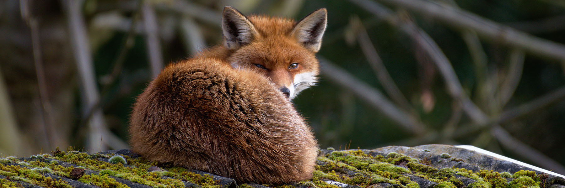 A red fox kit winking at the camera in the Firefox pose.
